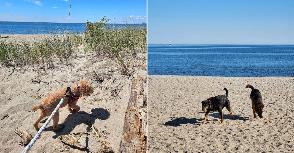 8 Dog Friendly Beaches In Connecticut Your Pup Will Adore - Decor Hint