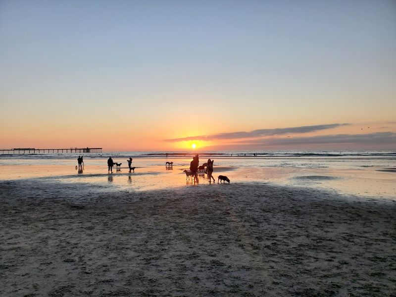 Ocean Beach Dog Beach, San Diego