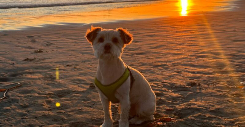 8 Dog-Friendly Beaches In Southern California Your Pup Will Love