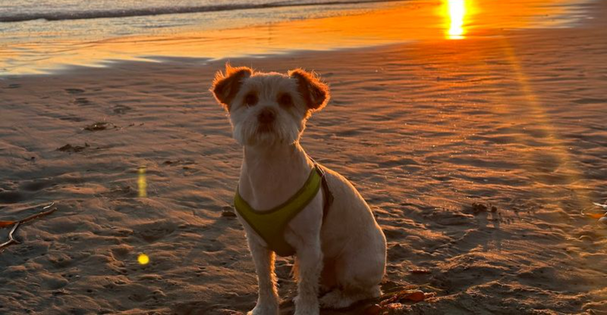 8 Dog Friendly Beaches In Southern California Your Pup Will Love - Decor Hint