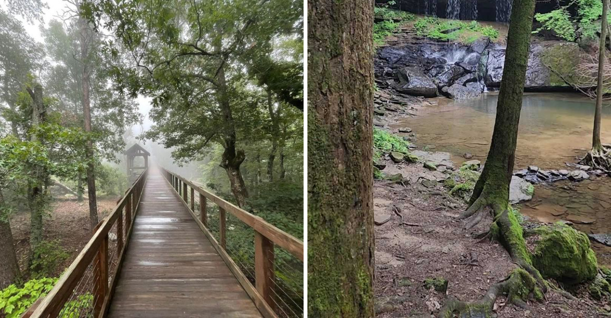 8 Scenic Alabama Hikes Almost Anyone Can Enjoy This Spring - Decor Hint
