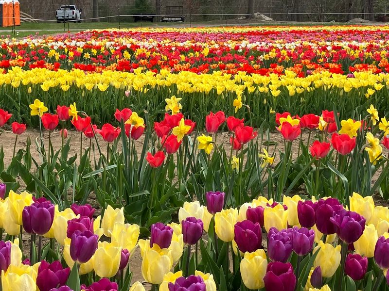Golden Hour Tulips