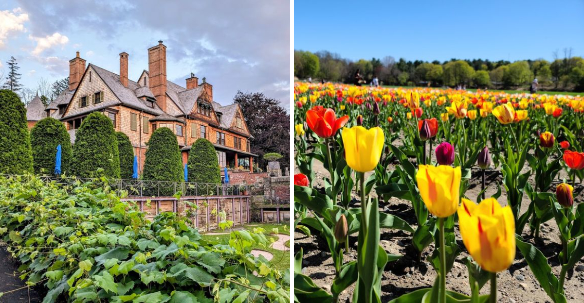 9 Gorgeous Tulip Farms In Massachusetts That Put On An Incredible Spring Show - Decor Hint