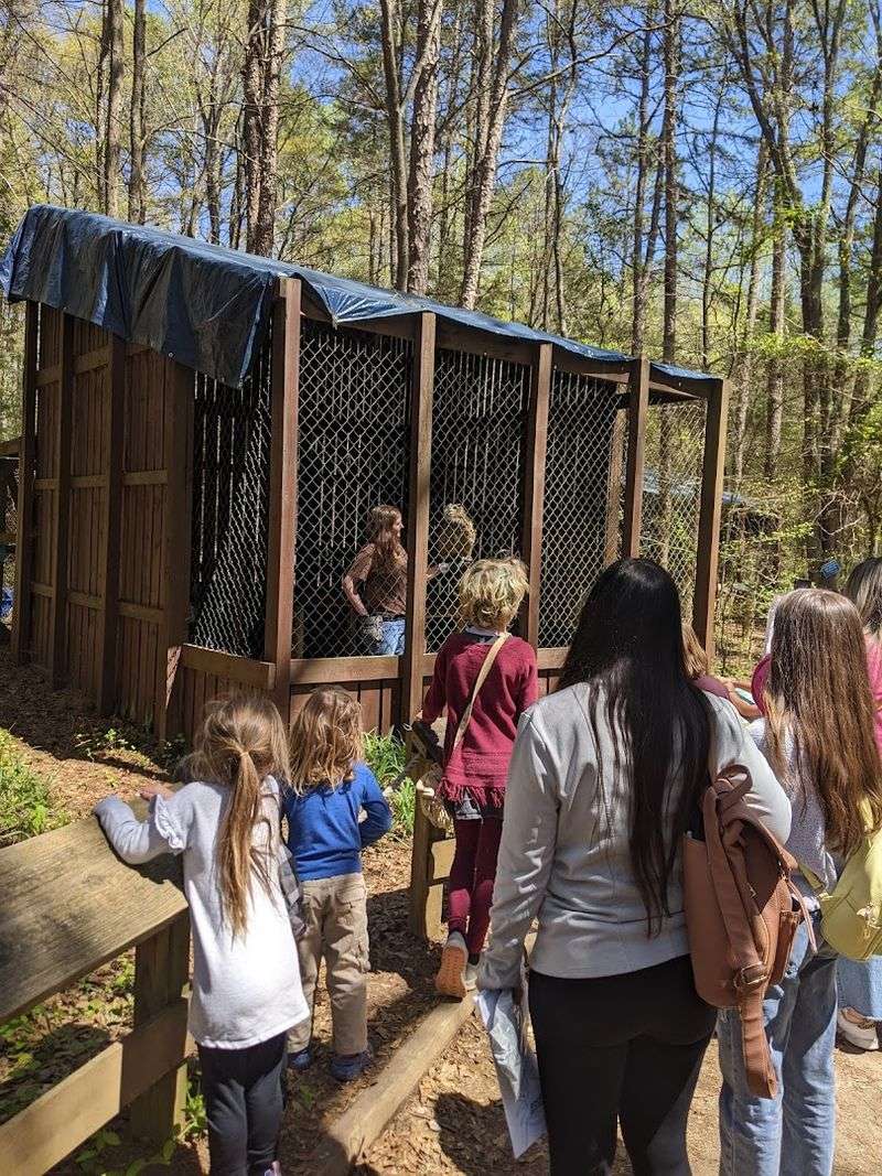 9 North Carolina Wildlife Sanctuaries And Rescue Centers Where You Can Meet Animals Face-To-Face - Decor Hint Carolina Raptor Center