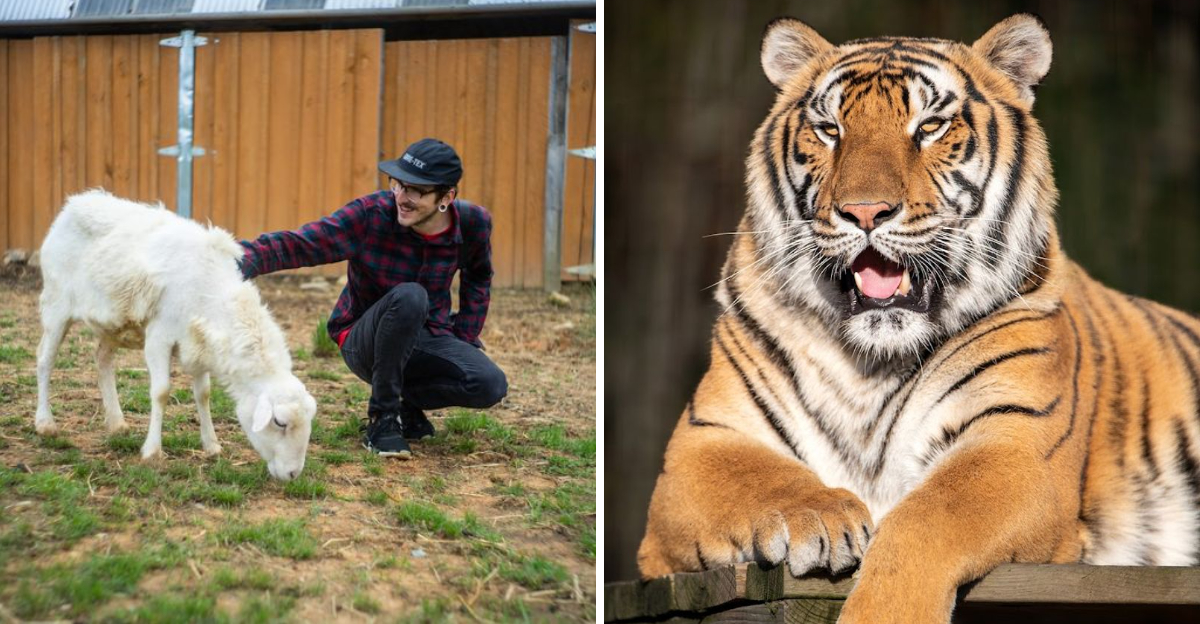 9 North Carolina Wildlife Sanctuaries And Rescue Centers Where You Can Meet Animals Face To Face 2 - Decor Hint