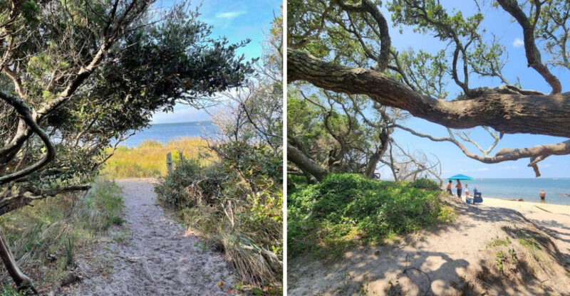 A 1-Mile Hike To A Secluded North Carolina Beach Rewards Visitors With Live Oaks, Coastal Birds, And Wildflowers