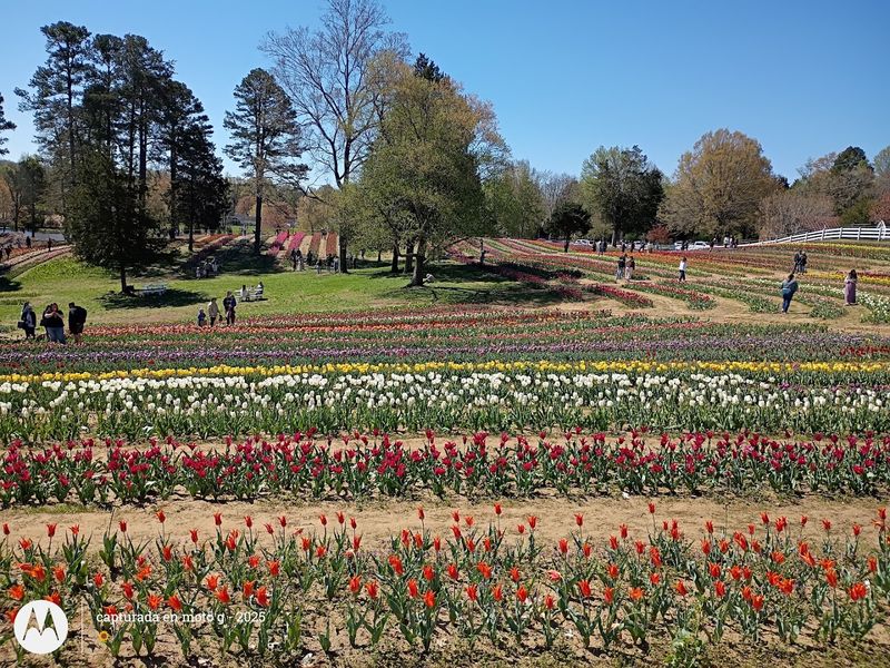 More Than 168,000 Blooms Across The Fields