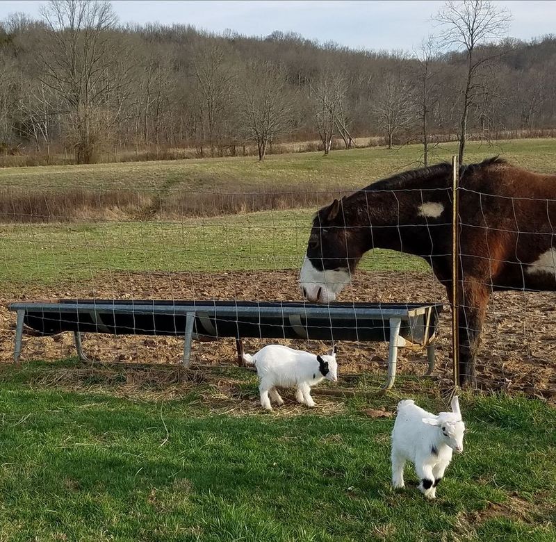 Connection With Animals That Feels Surprisingly Therapeutic