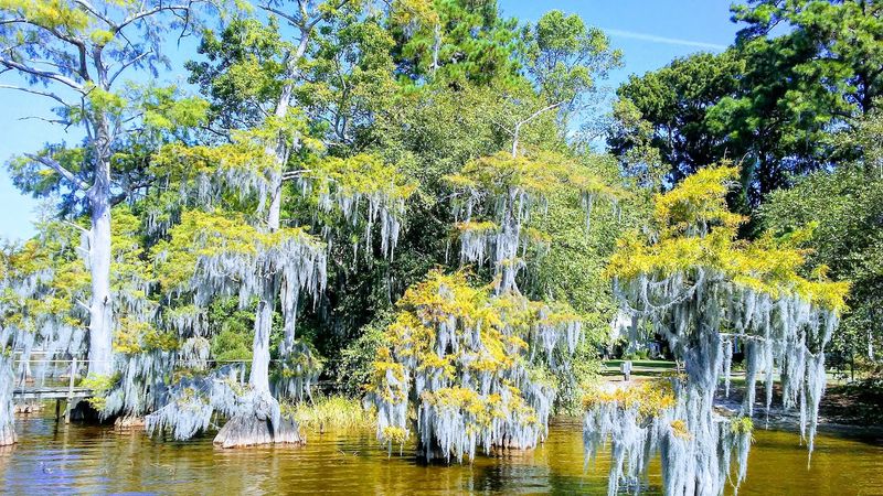 Trees And Swampy Edges
