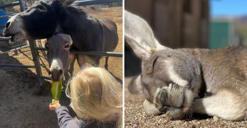 A Charming California Animal Sanctuary With Hands-On Animal Encounters