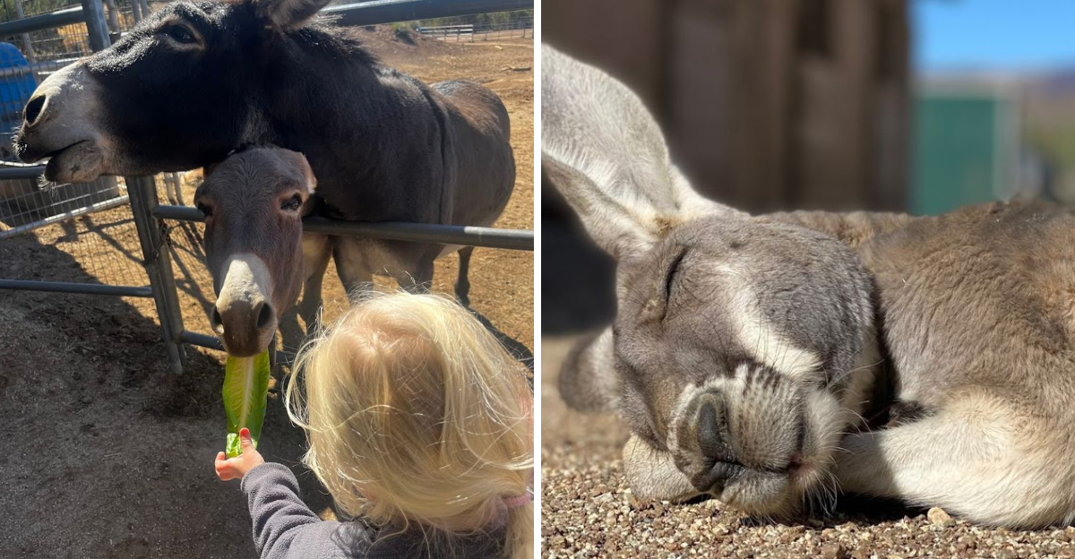 A Charming California Animal Sanctuary With Hands On Animal Encounters - Decor Hint