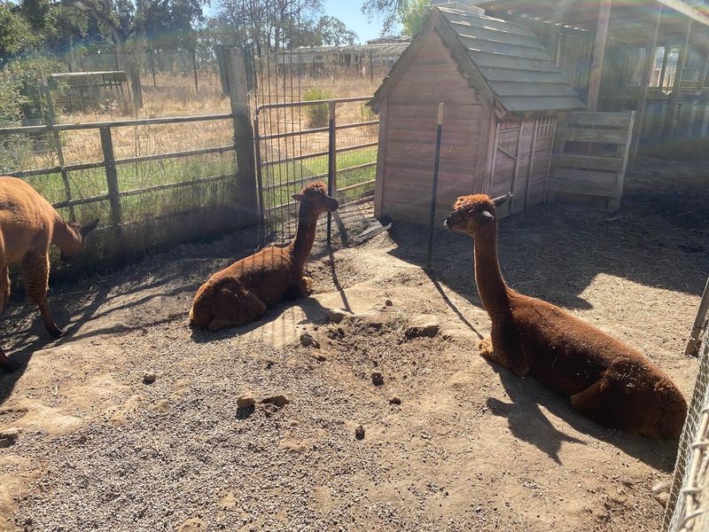 Friendly Farm Animals Waiting To Say Hello
