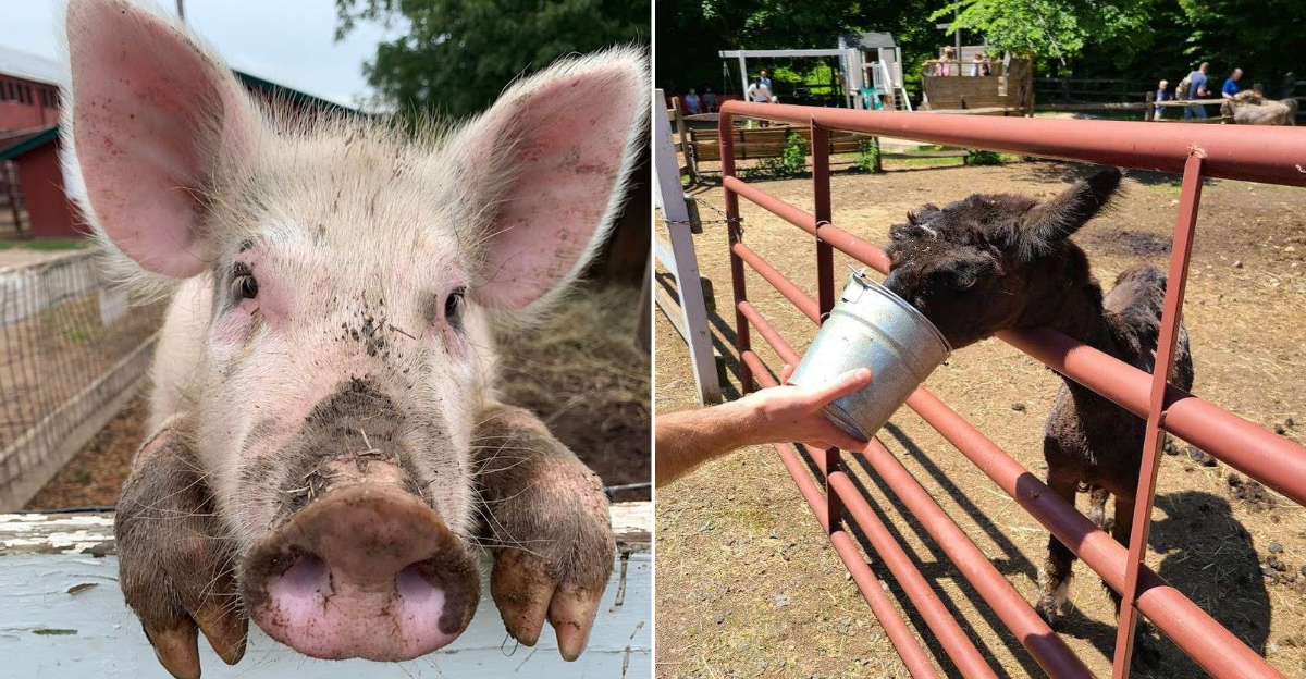 A Charming Connecticut Farm Where Families Can Meet Friendly Animals Up Close - Decor Hint