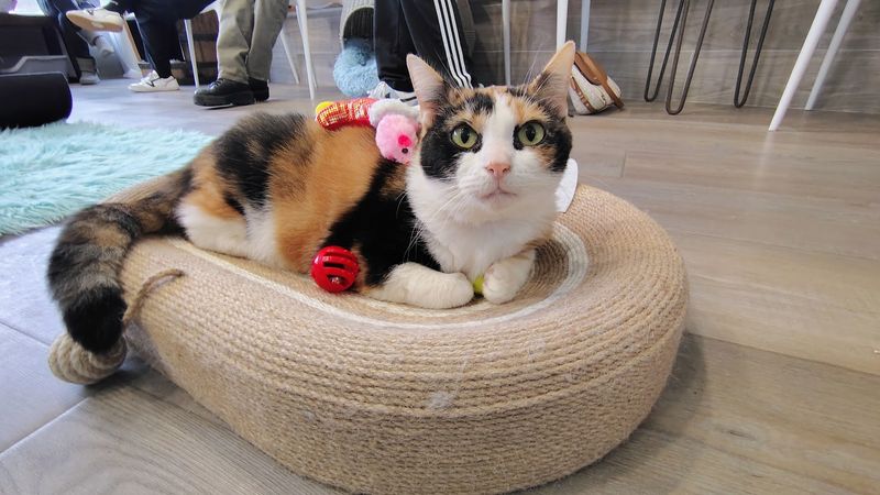 The Adoption Process Is Surprisingly Simple And Fully Supported