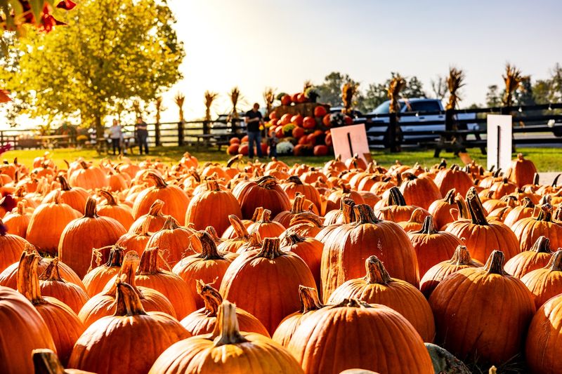 Pumpkin Picking For Every Size And Shape