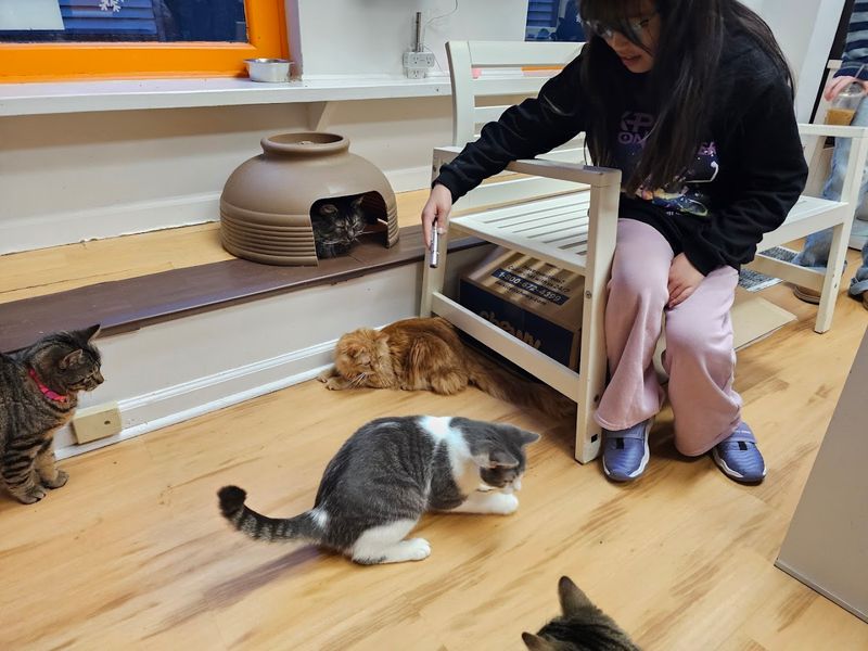 A Cozy Cat Cafe With Plenty Of Furry Personality