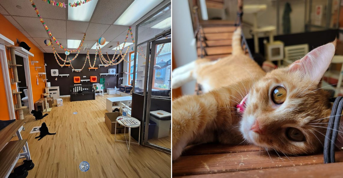 A Cozy Connecticut Cat Cafe Where Coffee Comes With Cuddly Company - Decor Hint
