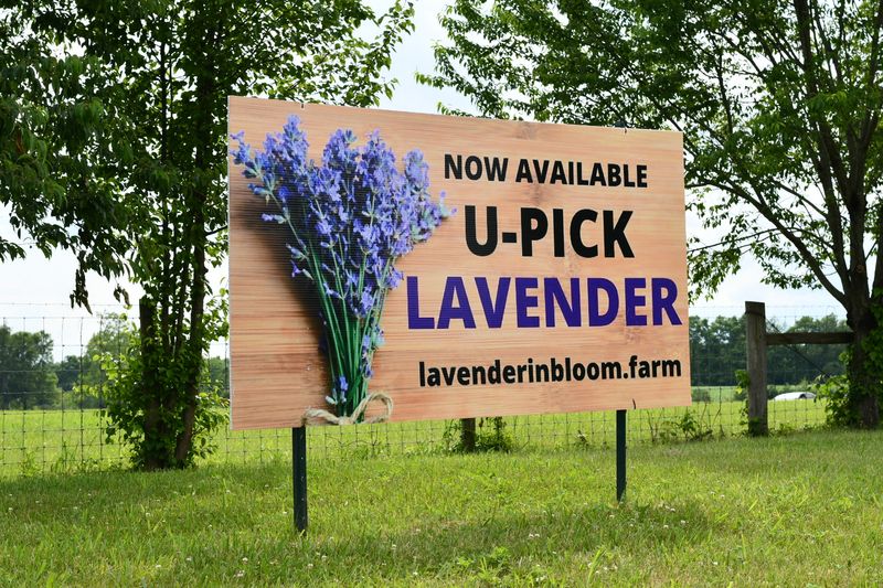Why 2026 Is Your Year To Visit Kentucky's Lavender Bloom - Decor Hint Pure Aromatherapy Products Available On-Site