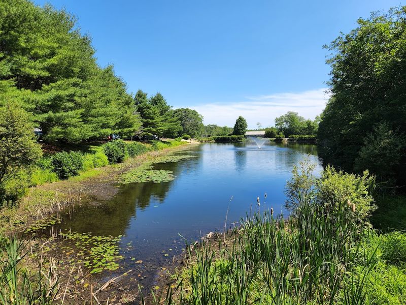 Pond Paths, Bees, Chickens, And Quiet Corners