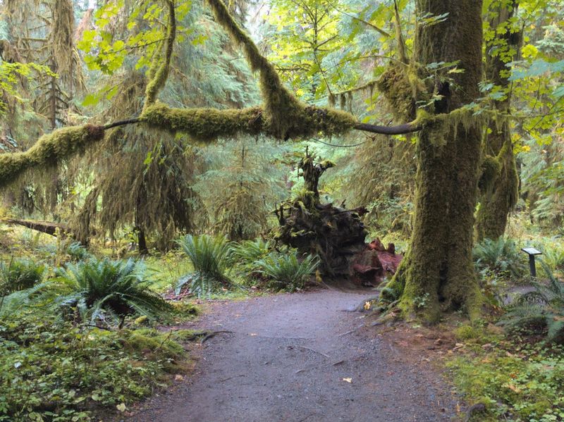 The Famous Hall Of Mosses Trail