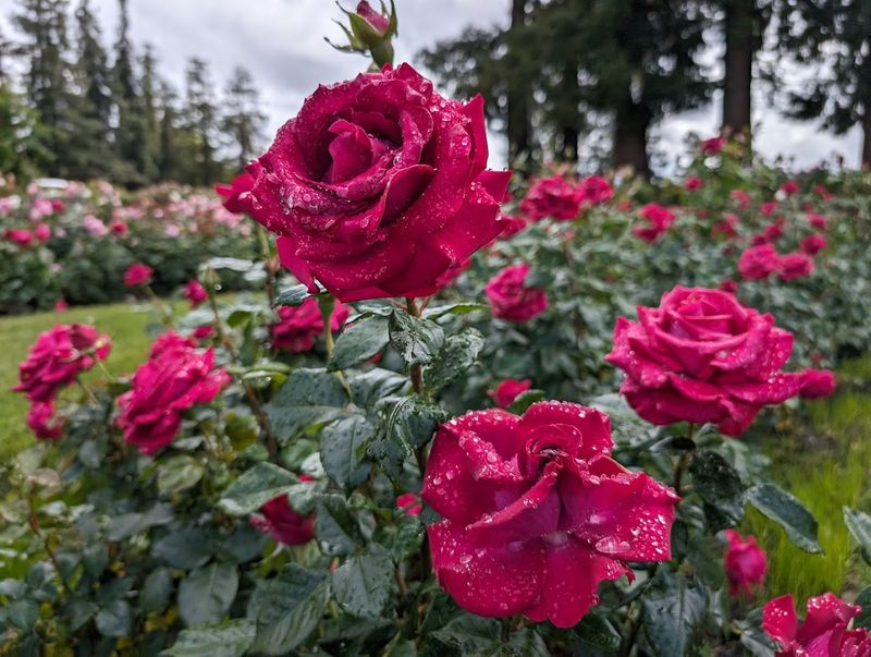 Nearly 200 Rose Varieties And Thousands Of Blooming Bushes