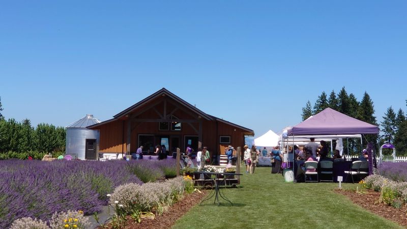 The Annual Lavender Daze Festival Every July