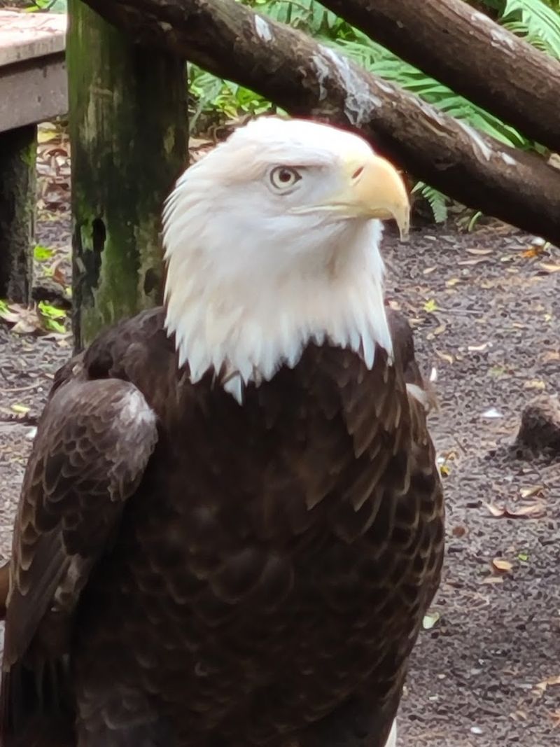 A Florida Animal Sanctuary Treats More Than 4,500 Injured Creatures Each Year And Visitors Are Welcome - Decor Hint What To Do If You Find An Injured Animal Nearby