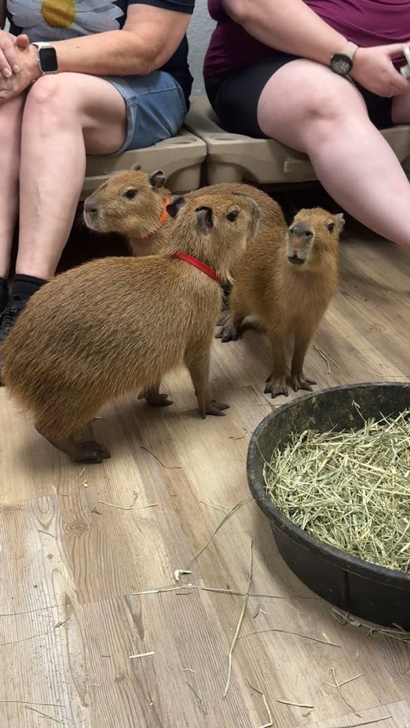 This Florida Cafe Lets You Spend Your Morning With Capybaras And Nobody Who Has Tried It Has Ever Complained - Decor Hint Meeting The Baby Capybaras