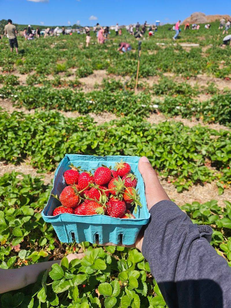 How To Pick The Best Strawberries
