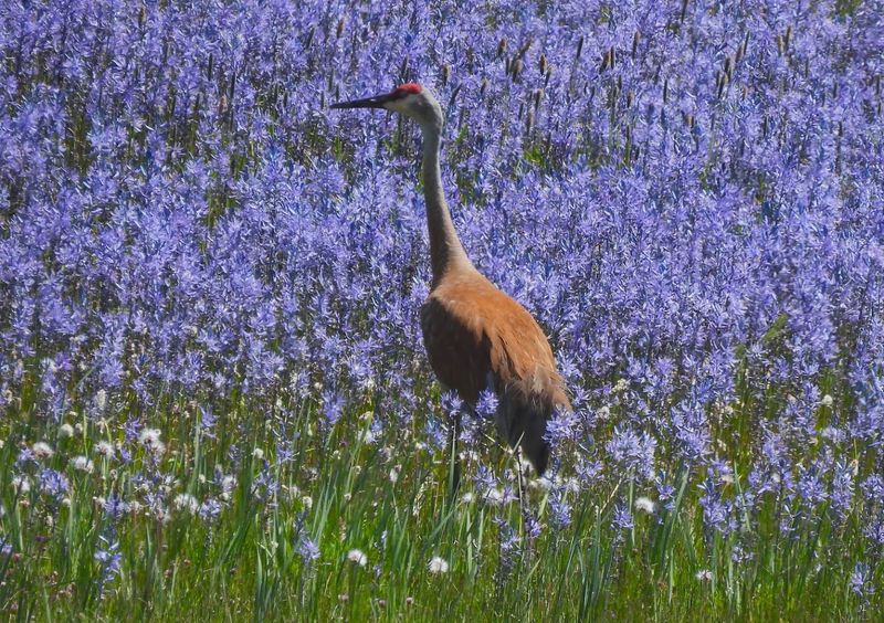 Birdwatching Here Is Seriously Impressive