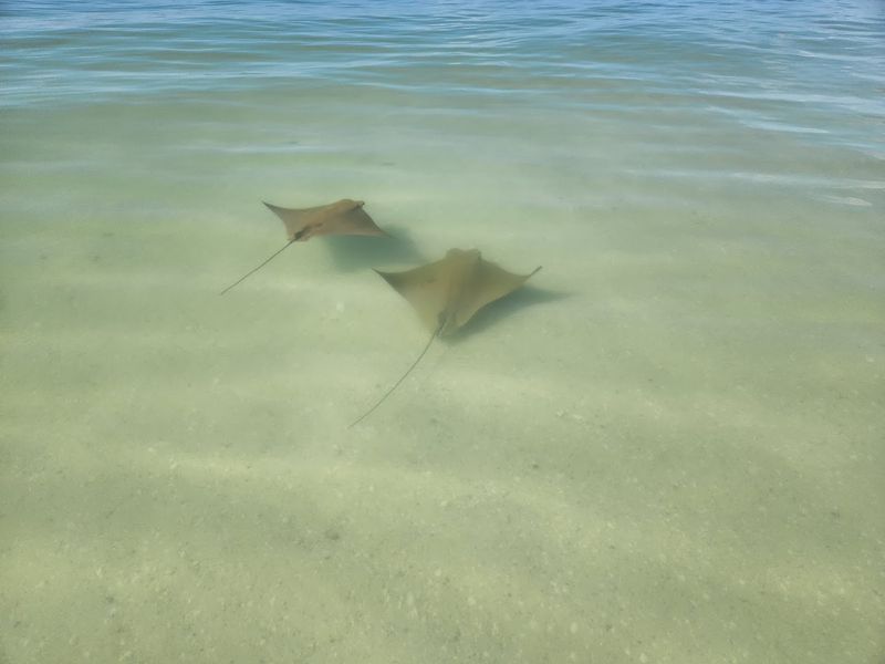 Wildlife Encounters That Catch You Off Guard