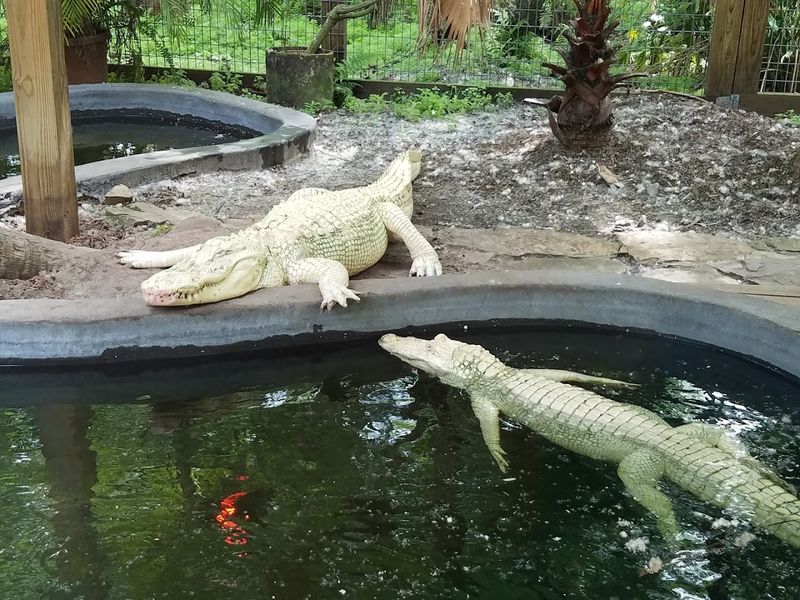 Wildlife Encounters You Cannot Script Or Stage