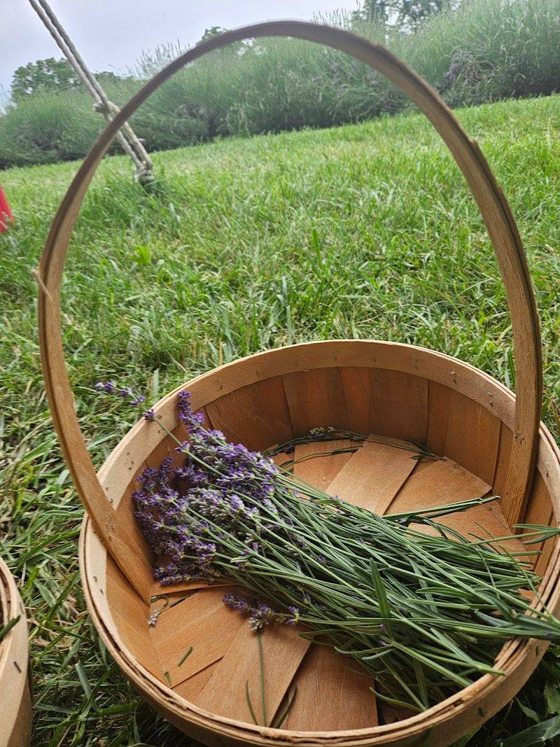 Fresh Lavender Picking Experience