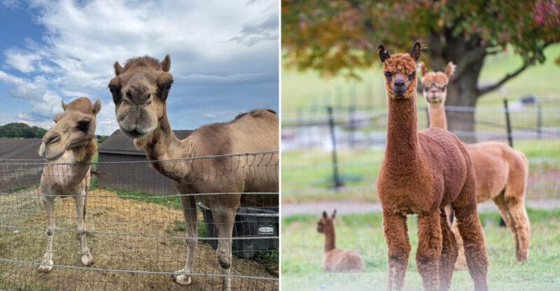 A Magical Connecticut Wildlife Park Full Of Exotic Animals And Hands-On Encounters