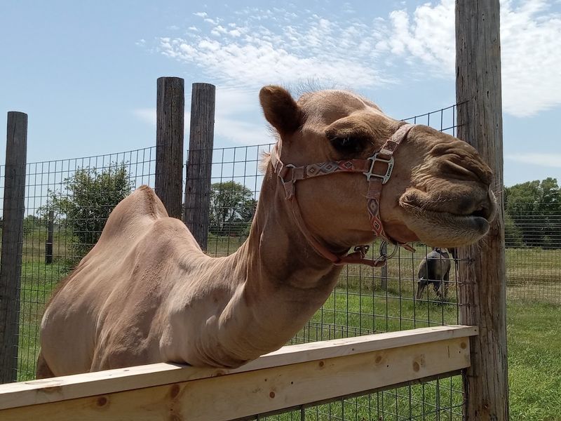 A Magical Nebraska Safari Full Of Exotic Animals You Can Feed - Decor Hint The Story Behind Pete's Safari