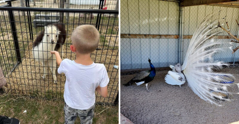 A Magical Nebraska Safari Full Of Exotic Animals You Can Feed