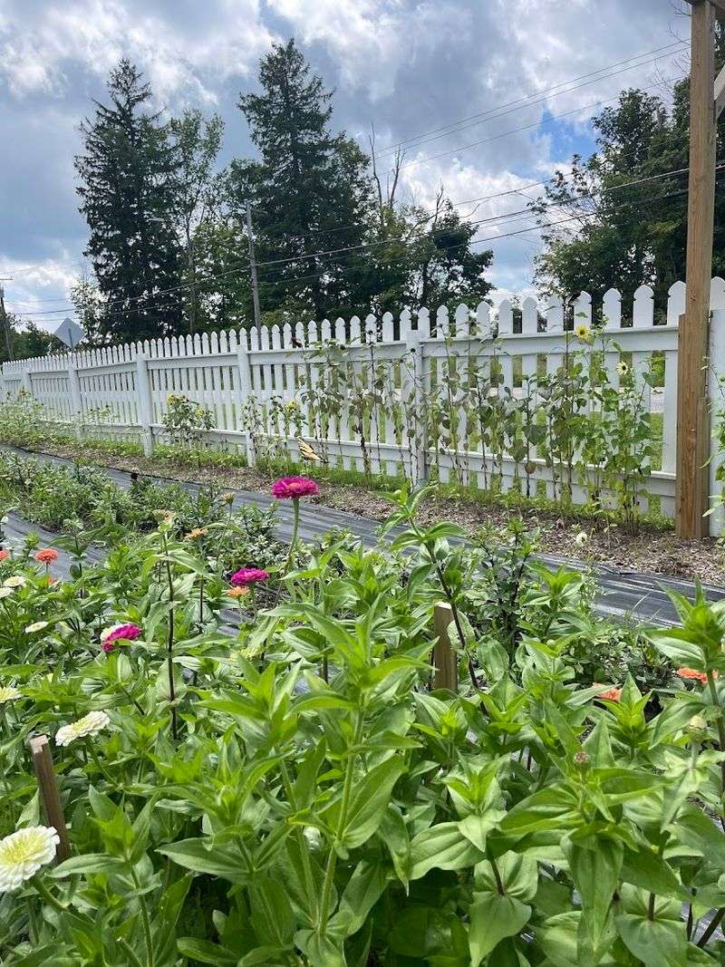 This Connecticut Wildflower Farm Looks Like A Dreamy Meadow You Can Walk Through - Decor Hint Seasonal Blooms That Change The Whole Scene