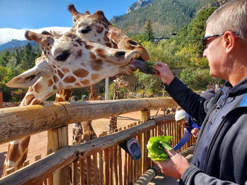 The Famous Giraffe Herd