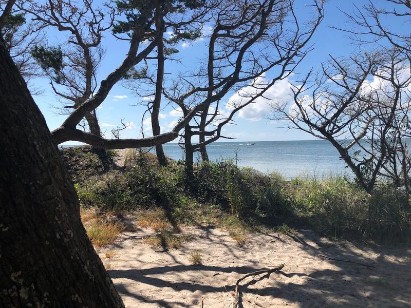 Live Oaks Turn The Trail Into A Shaded Coastal Tunnel