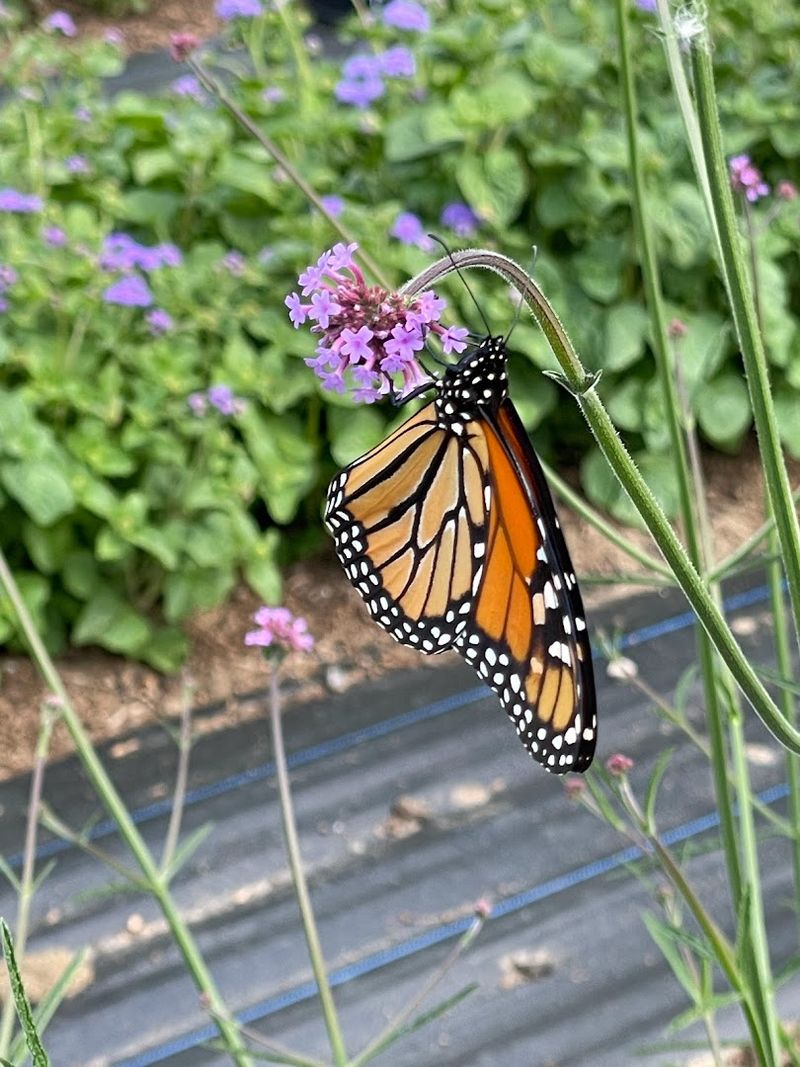 This Connecticut Wildflower Farm Looks Like A Dreamy Meadow You Can Walk Through - Decor Hint Photo Spots That Feel Soft And Dreamy