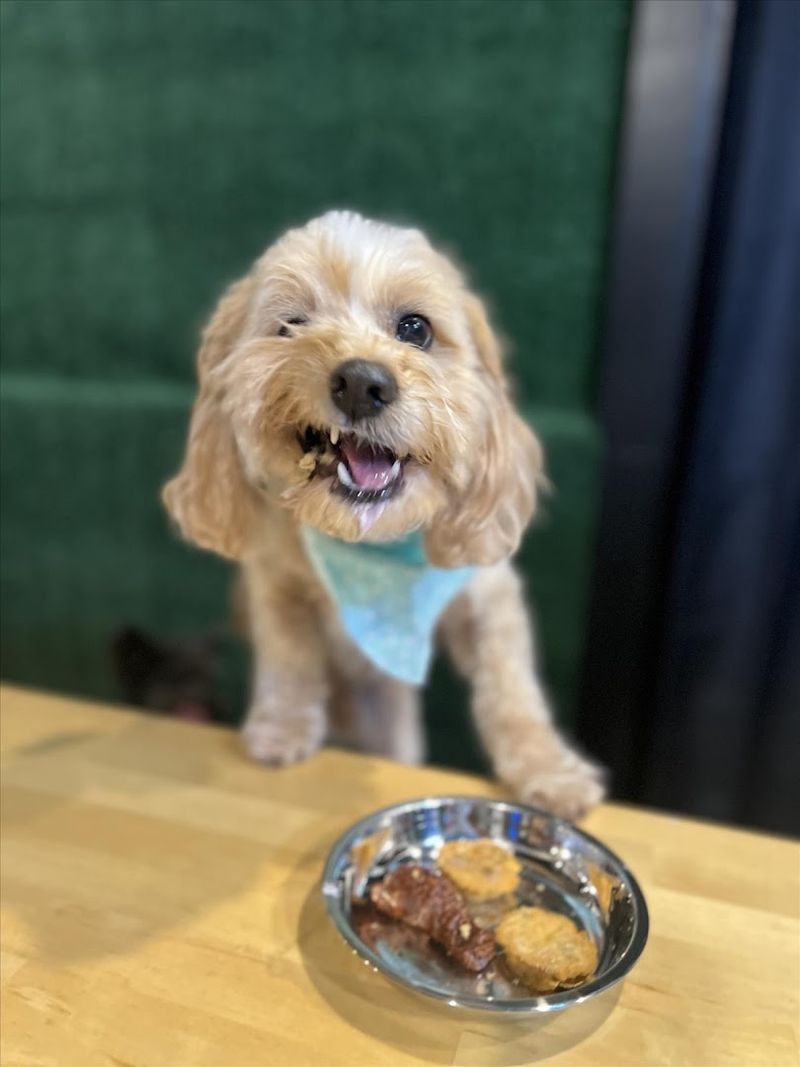 Dog-Friendly Menu Items Made for Pups Too