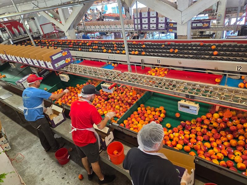 Seasonal Events Like The Strawberry Festival Worth Timing Your Visit Around