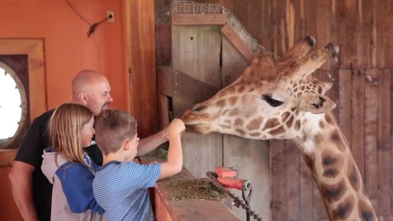 Giraffes Are The Undeniable Star Of Every Tour