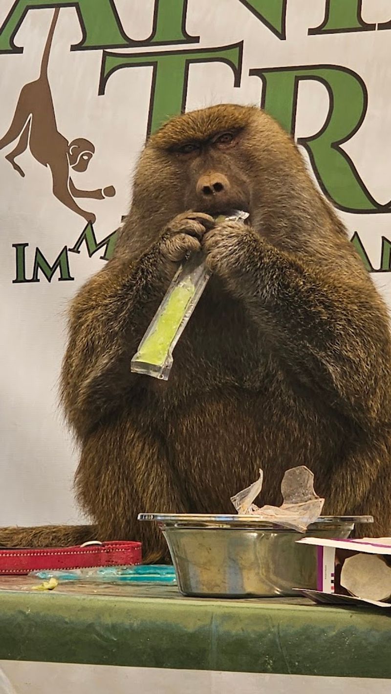 Rescued Exotic Animals Give The Visit Meaning