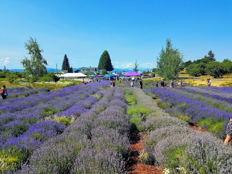 A Scenic Neighboring Garden Area