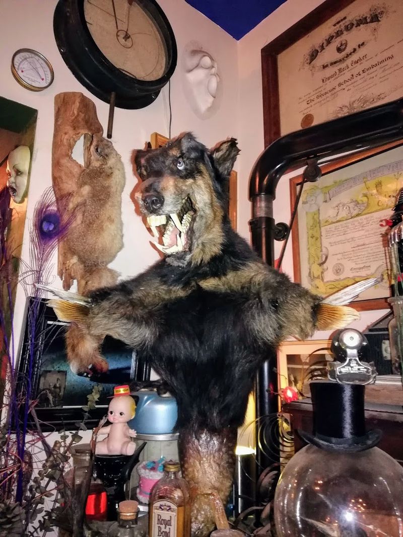 A Taxidermy Collection Full Of Strange Surprises
