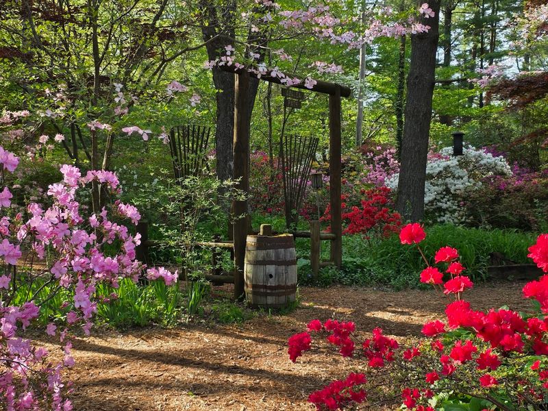 The Sea Of Spring Azaleas