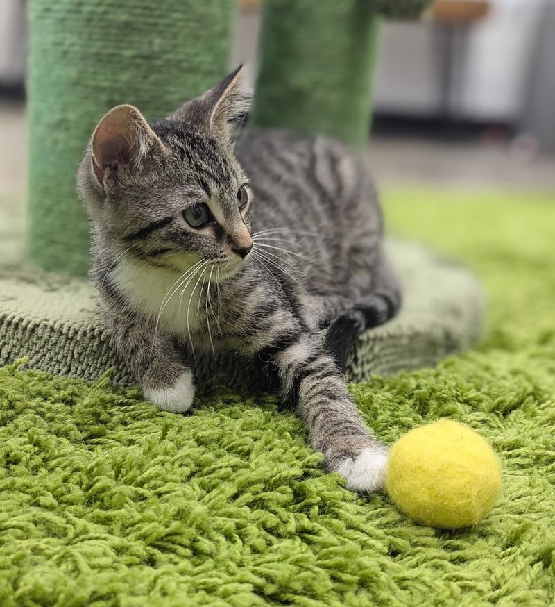 Over 1,000 Cats Adopted And Still Counting