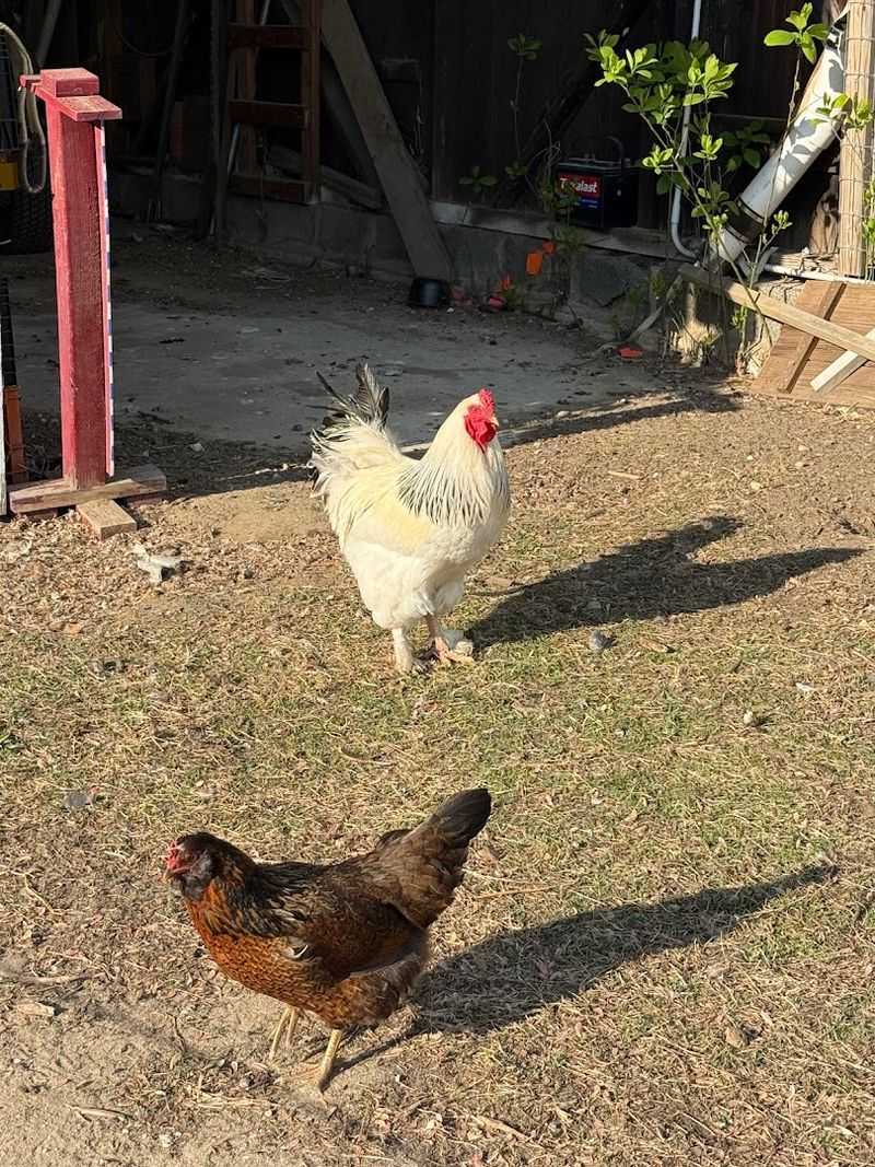Chickens And Other Animals