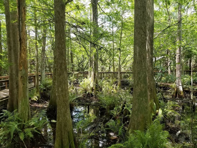 A Florida Animal Sanctuary Treats More Than 4,500 Injured Creatures Each Year And Visitors Are Welcome - Decor Hint Nature Trails Through Pine Flatwoods And Cypress Wetlands